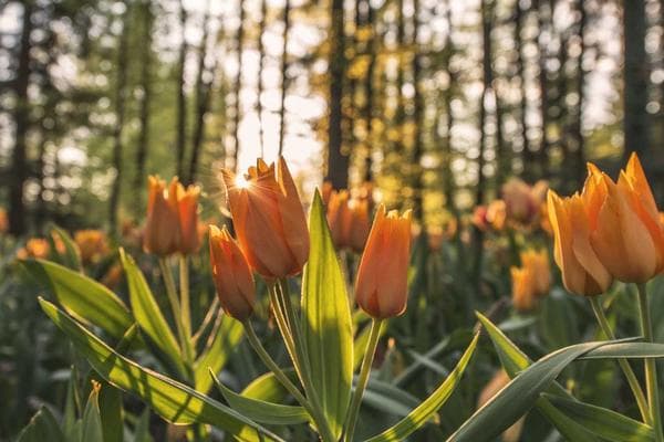 Conseils de santé naturels Chaque propriétaire de chien devrait savoir